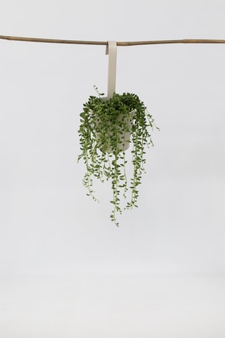 Séneçon de Rowley "Collier de perle" - Hauteur livrée 10-20 cm