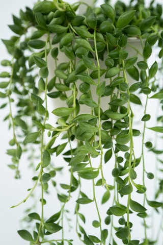 Séneçon de Rowley "Collier de perle" - Hauteur livrée 10-20 cm