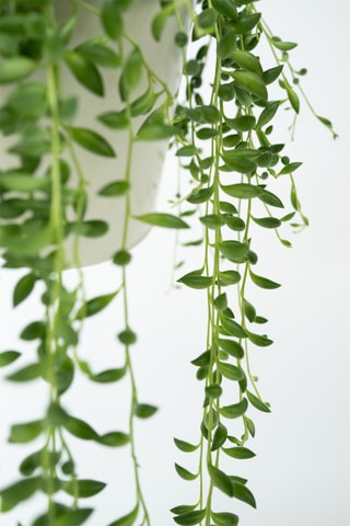 Séneçon de Rowley "Collier de perle" - Hauteur livrée 10-20 cm