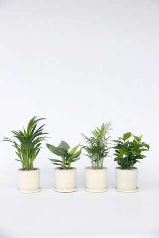 4 plantes d'intérieur tendance - Hauteur livrée 25-40 cm