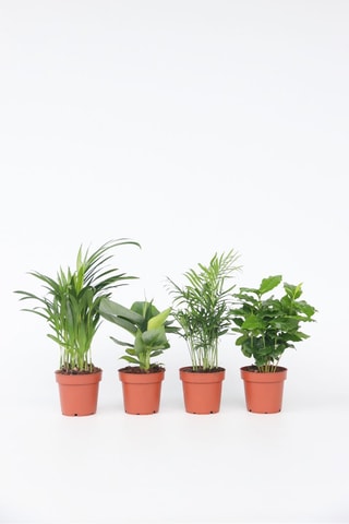 4 plantes d'intérieur tendance - Hauteur livrée 25-40 cm