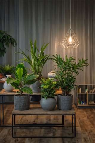 4 plantes d'intérieur tendance - Hauteur livrée 25-40 cm