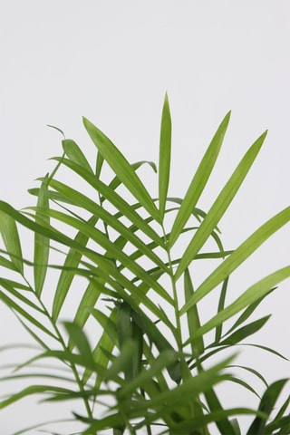 4 plantes d'intérieur tendance - Hauteur livrée 25-40 cm