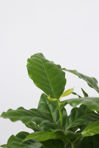 4 plantes d'intérieur tendance - Hauteur livrée 25-40 cm