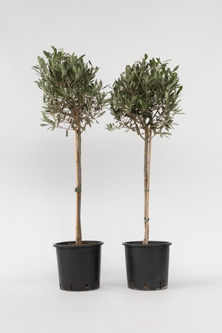 2 oliviers XL sur tige - Hauteur livrée 90-100 cm