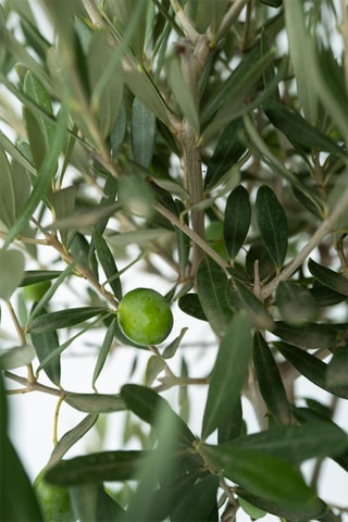 2 oliviers XL sur tige - Hauteur livrée 90-100 cm