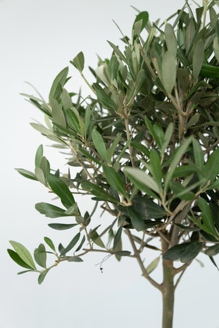 2 oliviers XL sur tige - Hauteur livrée 90-100 cm
