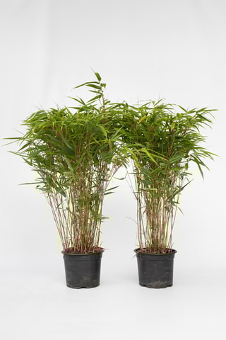 2 Bambous XL "Gansu" - Hauteur livrée 50-70 cm