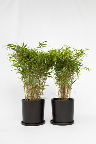 2 Bambous XL "Gansu" - Hauteur livrée 50-70 cm