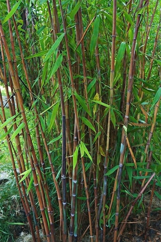 2 Bambous XL "Gansu" - Hauteur livrée 50-70 cm