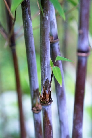 2 Bambous XL "Gansu" - Hauteur livrée 50-70 cm