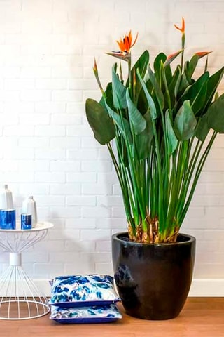 3 petits strelitzia "Oiseau de paradis" - Hauteur livrée 25-40 cm