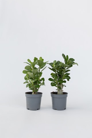 2 roses du désert - Hauteur livrée 25-40 cm