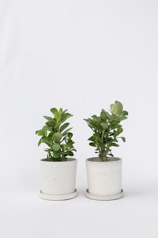 2 roses du désert - Hauteur livrée 25-40 cm