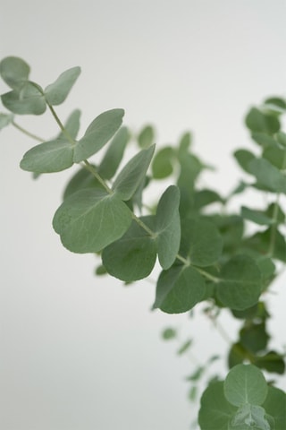 2 eucalyptus "Azura" - Hauteur livrée 25-40 cm