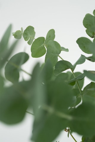 2 eucalyptus "Azura" - Hauteur livrée 25-40 cm