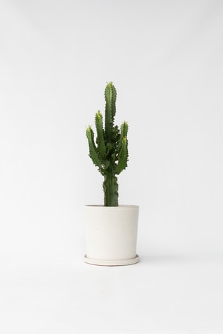 Cactus euphorbia - Hauteur livrée 50-60 cm