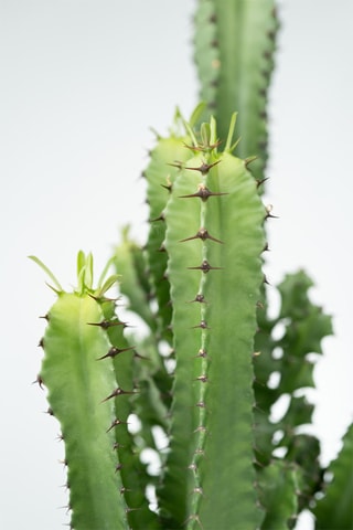 Cactus euphorbia - Hauteur livrée 50-60 cm