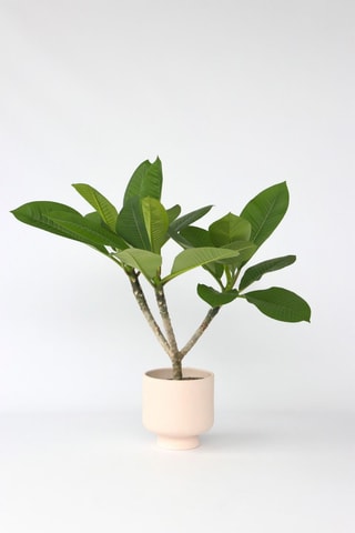 Plumeria Frangipani - Hauteur livrée 55-75 cm