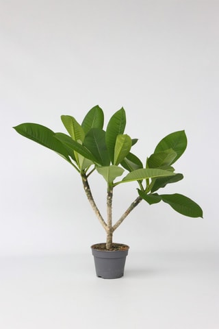 Plumeria Frangipani - Hauteur livrée 55-75 cm