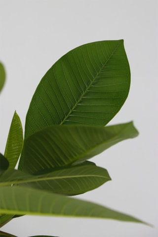 Plumeria Frangipani - Hauteur livrée 55-75 cm