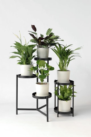 5 plantes purificatrices d'air - Hauteur livrée 25-40 cm