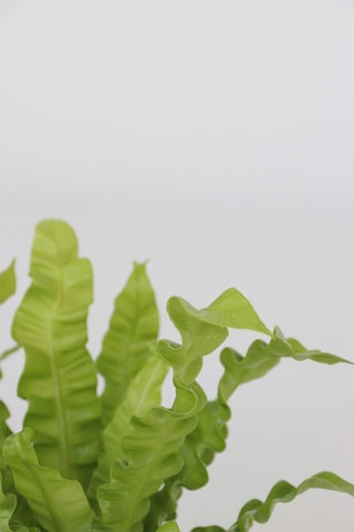 5 plantes purificatrices d'air - Hauteur livrée 25-40 cm