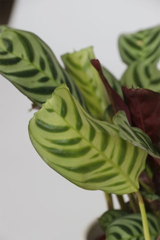 5 plantes purificatrices d'air - Hauteur livrée 25-40 cm