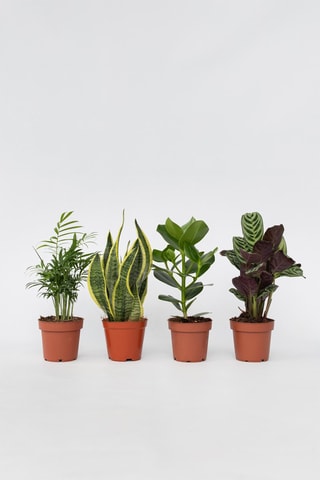 4 plantes d'intérieur - Hauteur livrée 25-40 cm
