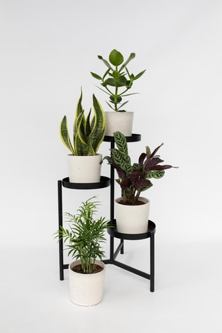 4 plantes d'intérieur - Hauteur livrée 25-40 cm