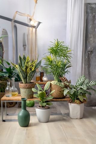 4 plantes d'intérieur - Hauteur livrée 25-40 cm