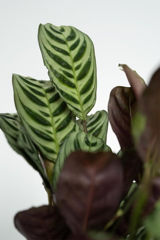 4 plantes d'intérieur - Hauteur livrée 25-40 cm