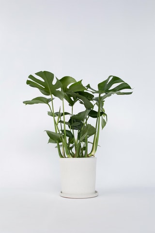 Grande monstera deliciosa - Hauteur livrée 70-80 cm