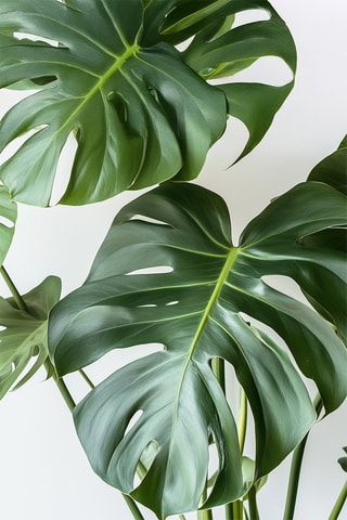 Grande monstera deliciosa - Hauteur livrée 70-80 cm