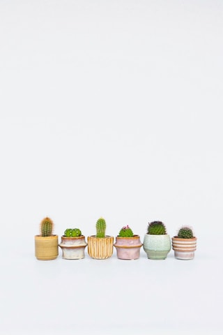6 mini cactus - Hauteur livrée 5 à 10 cm
