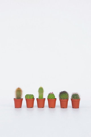 6 mini cactus - Hauteur livrée 5 à 10 cm