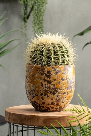 6 mini cactus - Hauteur livrée 5 à 10 cm