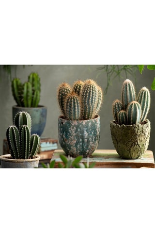6 mini cactus - Hauteur livrée 5 à 10 cm