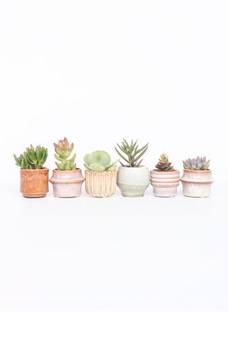 6 mini succulents - Hauteur livrée 5 à 10 cm