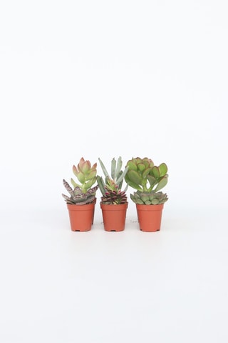 6 mini succulents - Hauteur livrée 5 à 10 cm