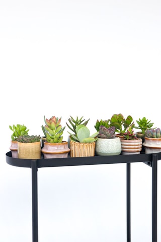 6 mini succulents - Hauteur livrée 5 à 10 cm