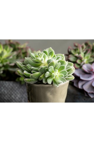 6 mini succulents - Hauteur livrée 5 à 10 cm