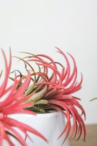 6 tillandsia - Hauteur livrée 5-15 cm