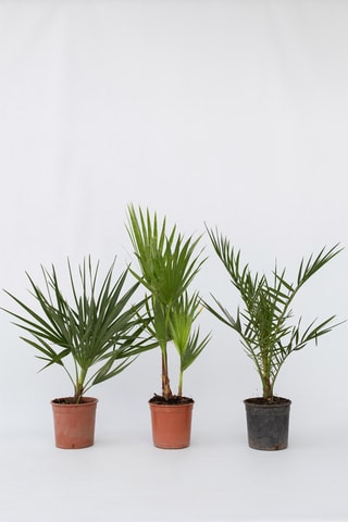 3 palmiers - Hauteur livrée 50-70 cm