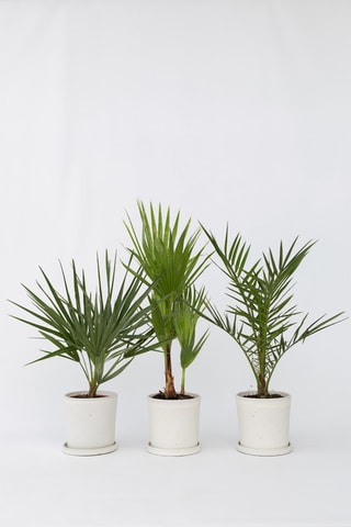 3 palmiers - Hauteur livrée 50-70 cm