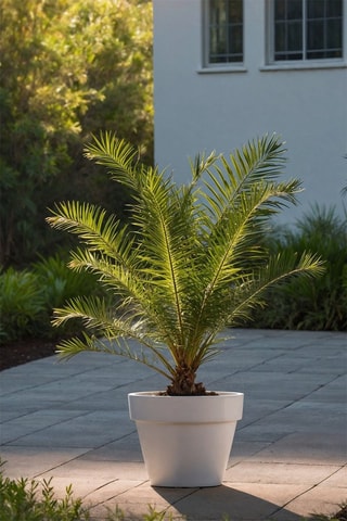 3 palmiers - Hauteur livrée 50-70 cm