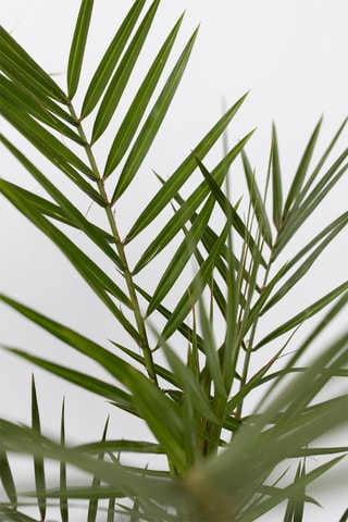 3 palmiers - Hauteur livrée 50-70 cm