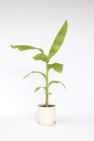 Bananier Musa Basjoo XL - Hauteur livrée 55-70 cm