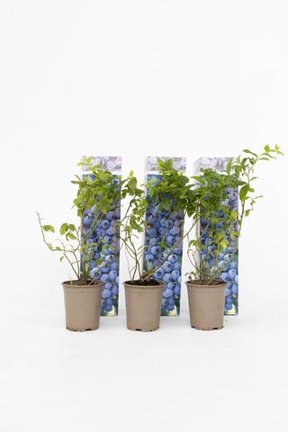 3 myrtilliers - Hauteur livrée 25-40 cm