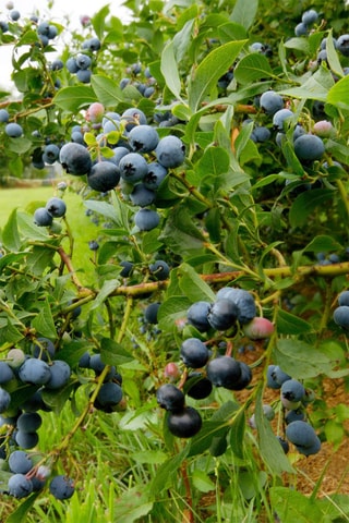 3 myrtilliers - Hauteur livrée 25-40 cm